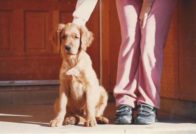 Sam puppy 10 weeks photo